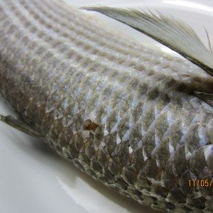 Steamed Grey Mullet